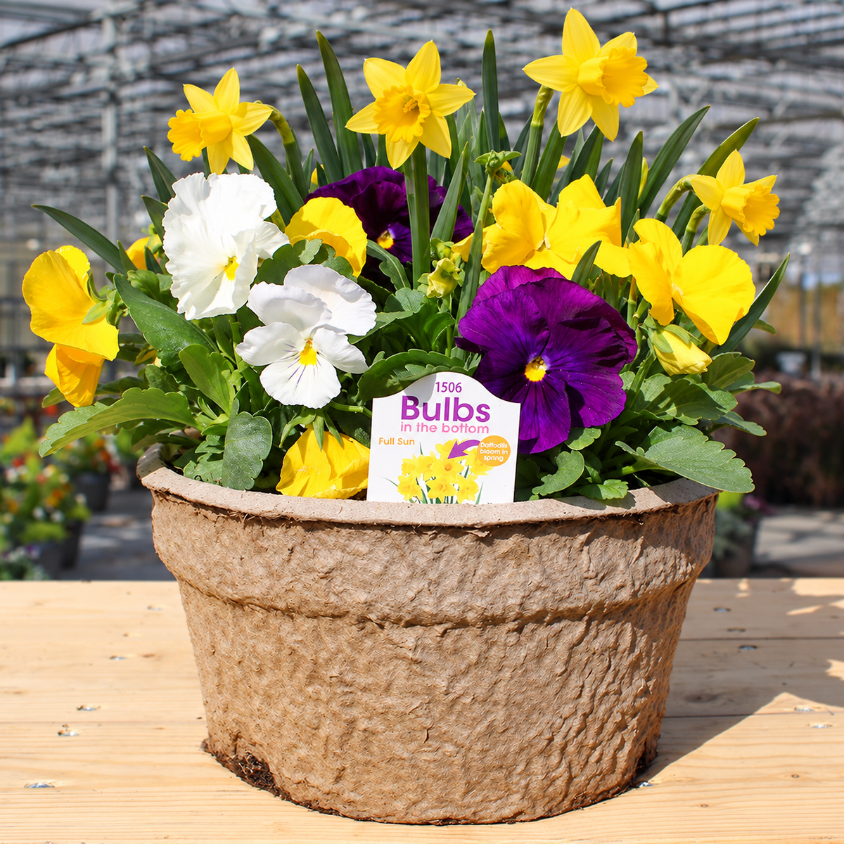 Spring Loaded – Pansies Now, Spring Bulbs Later