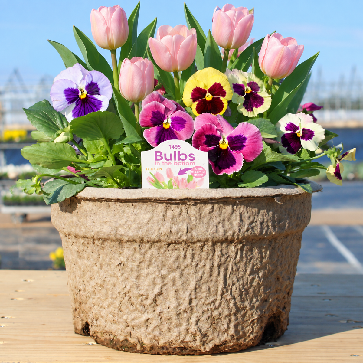 Spring Loaded – Pansies Now, Spring Bulbs Later