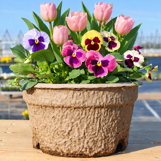 Spring Loaded – Pansies Now, Spring Bulbs Later