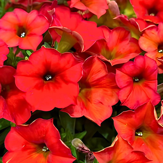 Red Maple Petunia