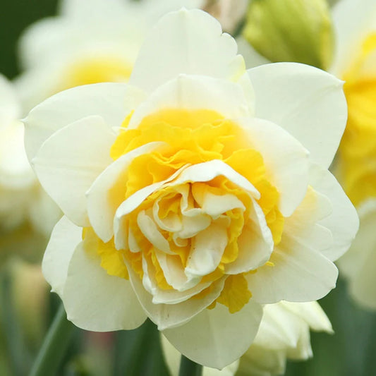 Narcissus ‘Double Lingerie’ 🌼🤍