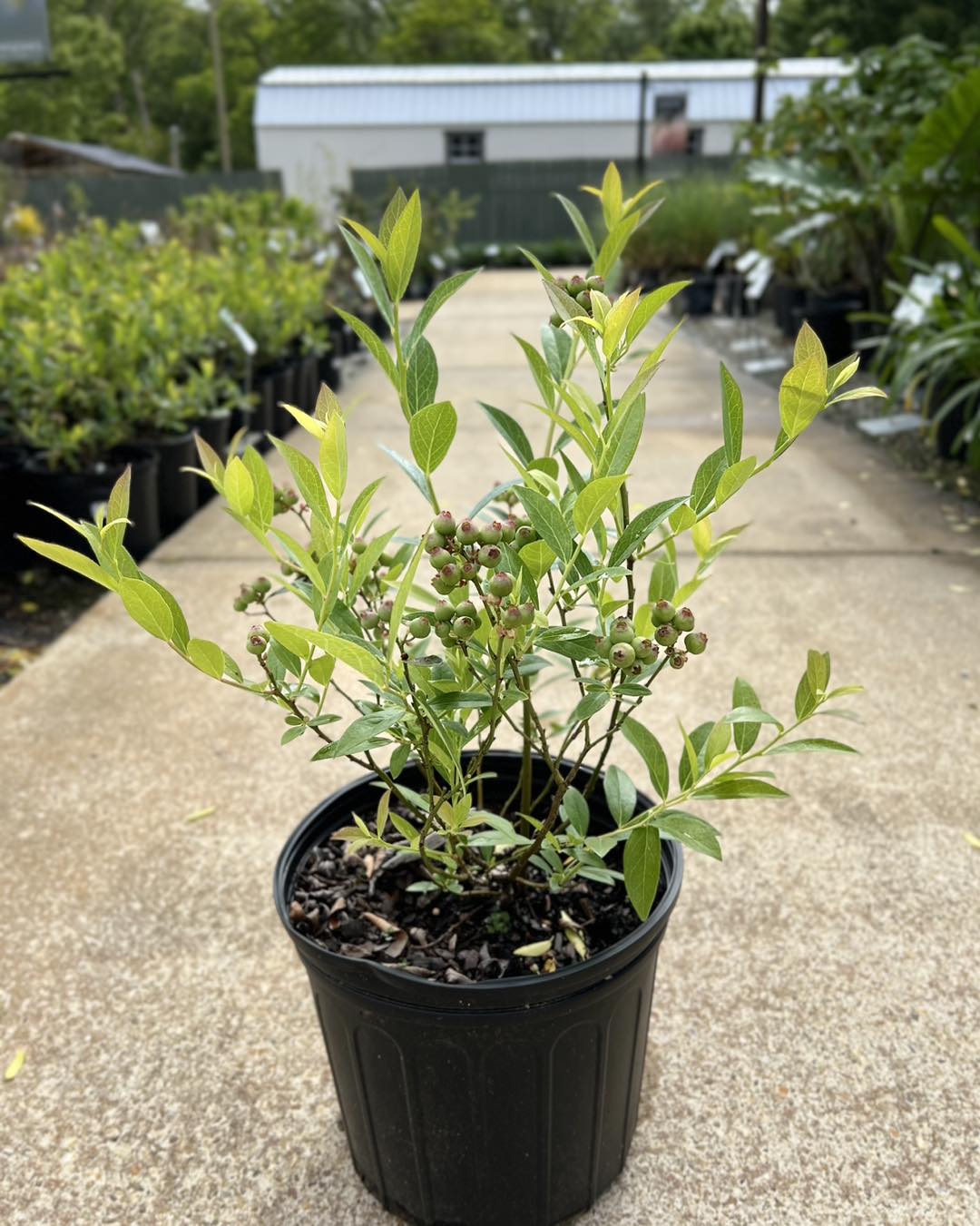 Pink Lemonade Blueberry Bush