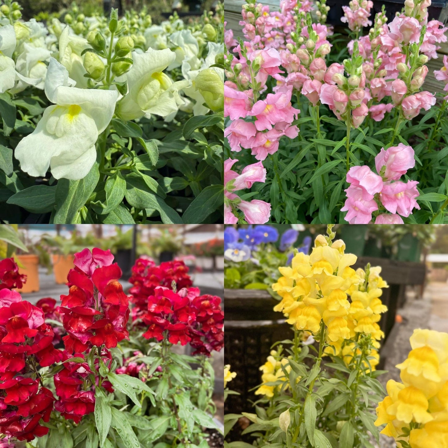 Snapdragons