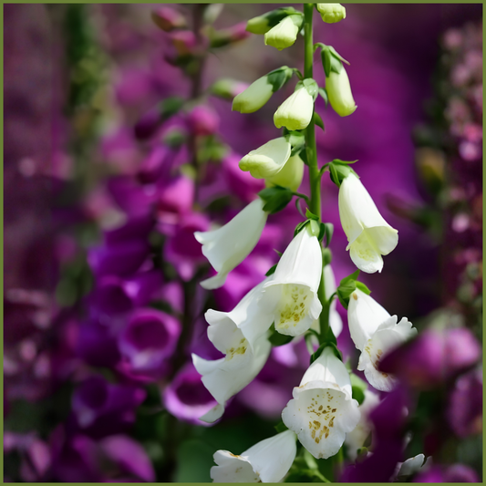Foxglove