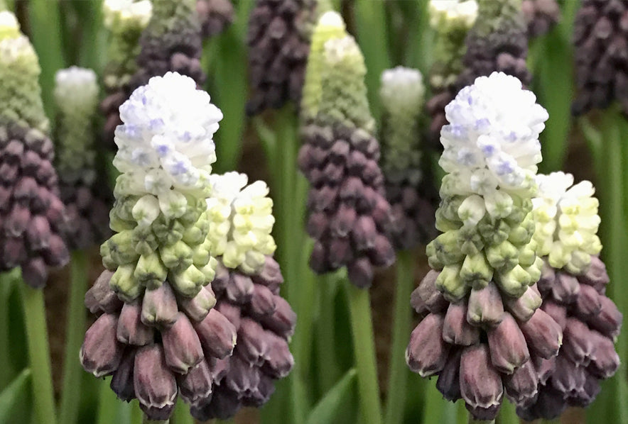 Muscari latifolium (Grape Hyacinth) 💜🌿