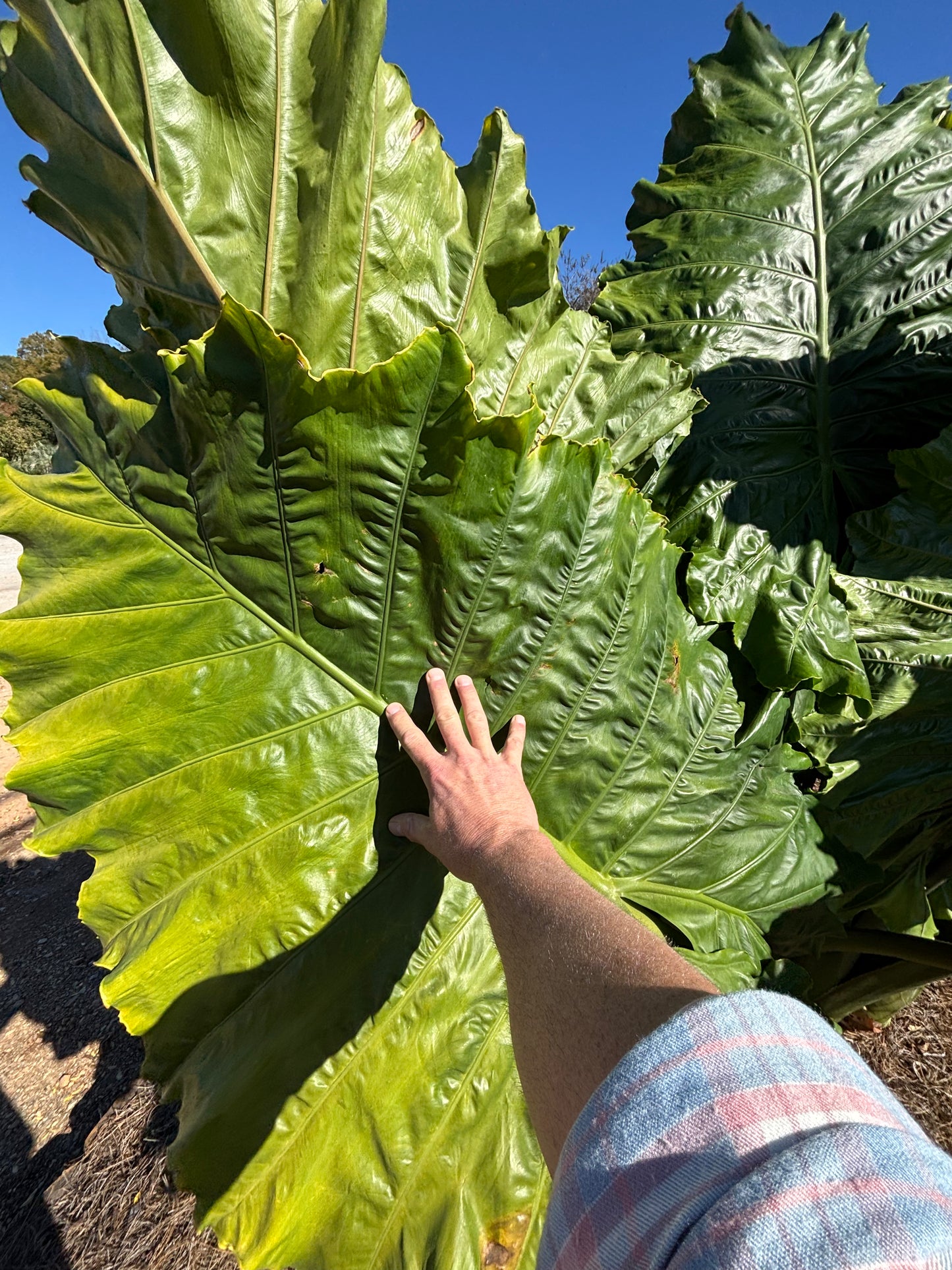 Giant Odora Ruffled Elephant Ear Bulb