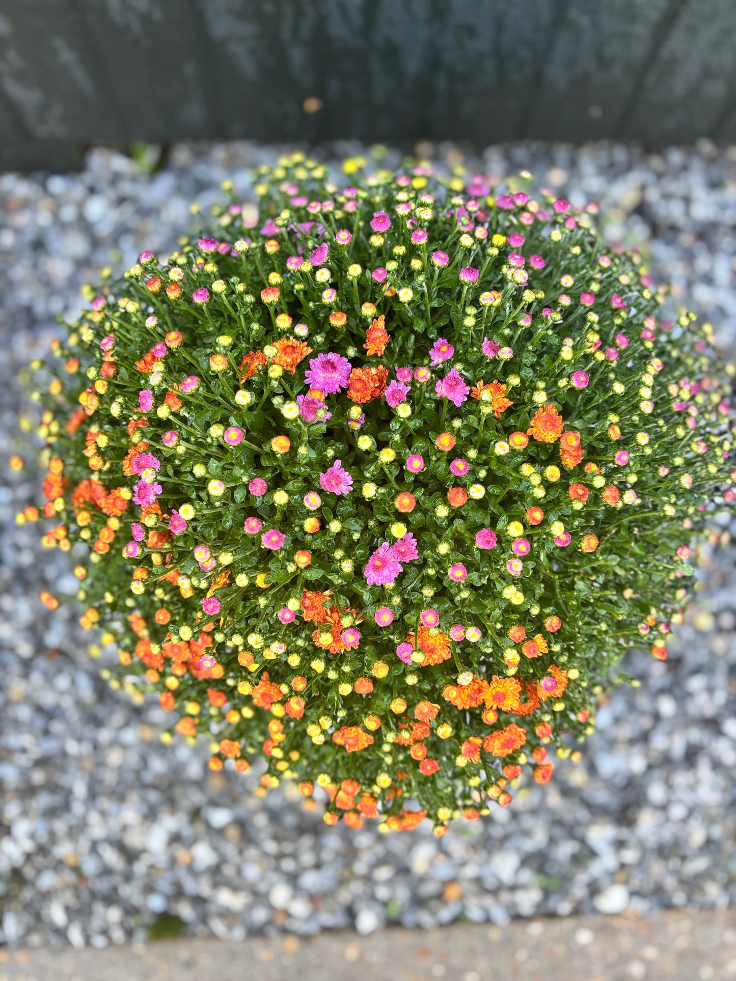 The GAGA for GIGI Tri-Color Mum!