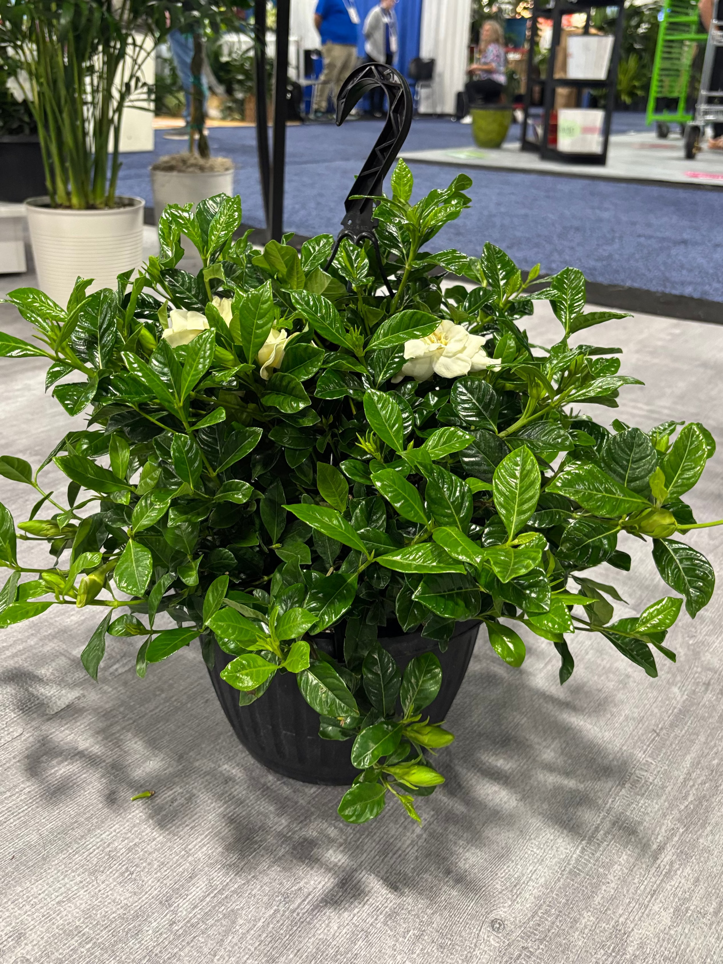 Gardenia Hanging Basket For Shade & Scents!