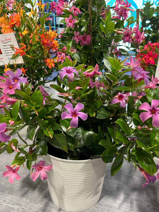 Bluephoria Mandevilla