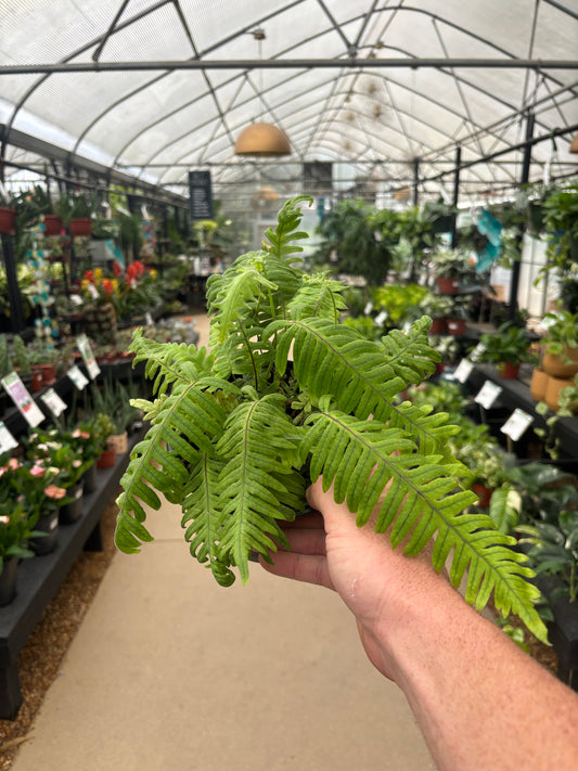 Officially Reported: ET Fern Sighted in Dothan