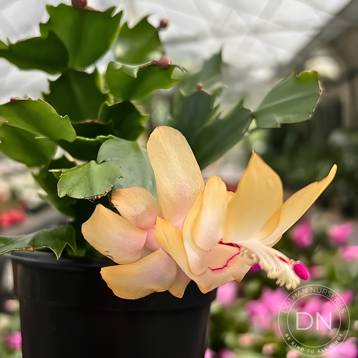 Electric Lemon Dream Christmas Cactus