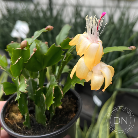 Electric Lemon Dream Christmas Cactus