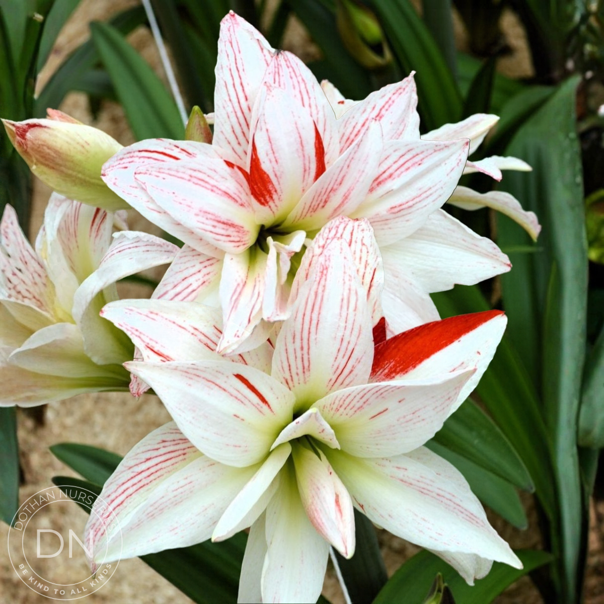 Pretty Amadeus Amaryllis