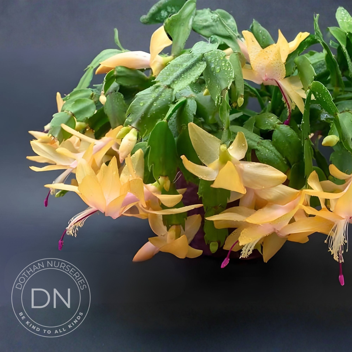 Electric Lemon Dream Christmas Cactus