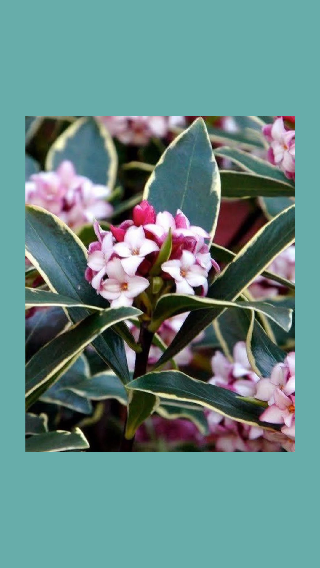 Variegated Pink Winter Daphne