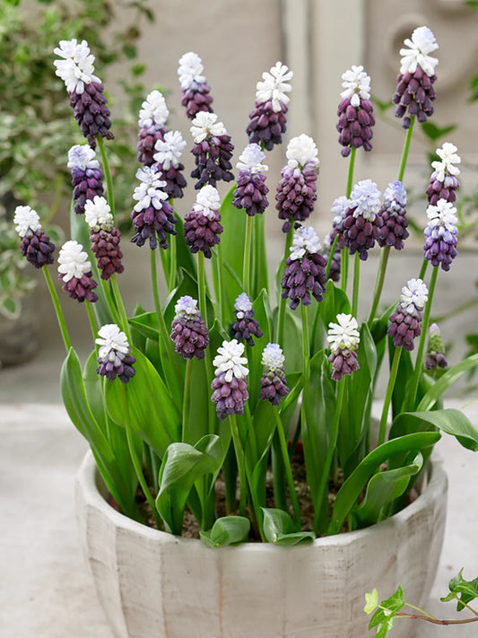 Muscari latifolium (Grape Hyacinth) 💜🌿