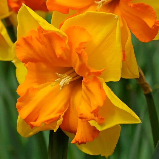 Narcissus ‘Butterfly Congress’ 🌼🦋