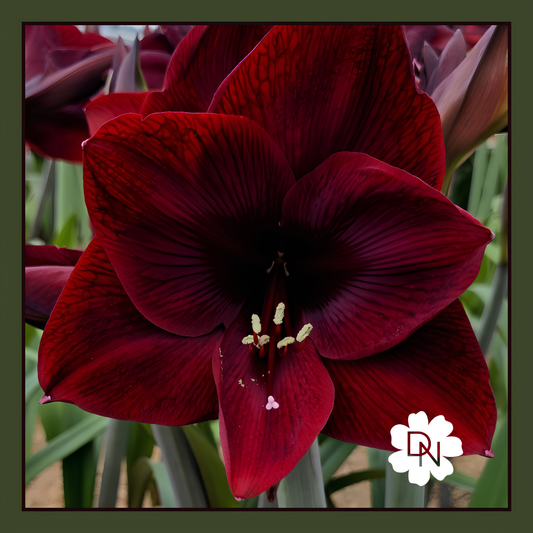 Nightfly Amaryllis
