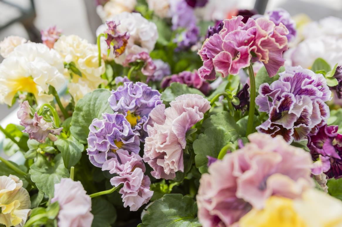 👑🌸 Elegance Pansy – Antoinette Collection 🌸👑