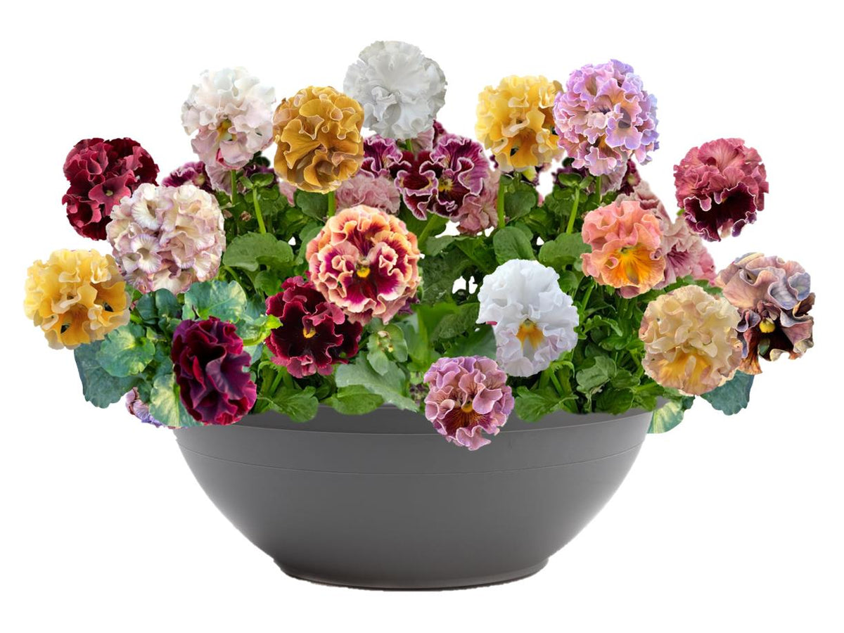 👑🌸 Elegance Pansy – Antoinette Collection 🌸👑