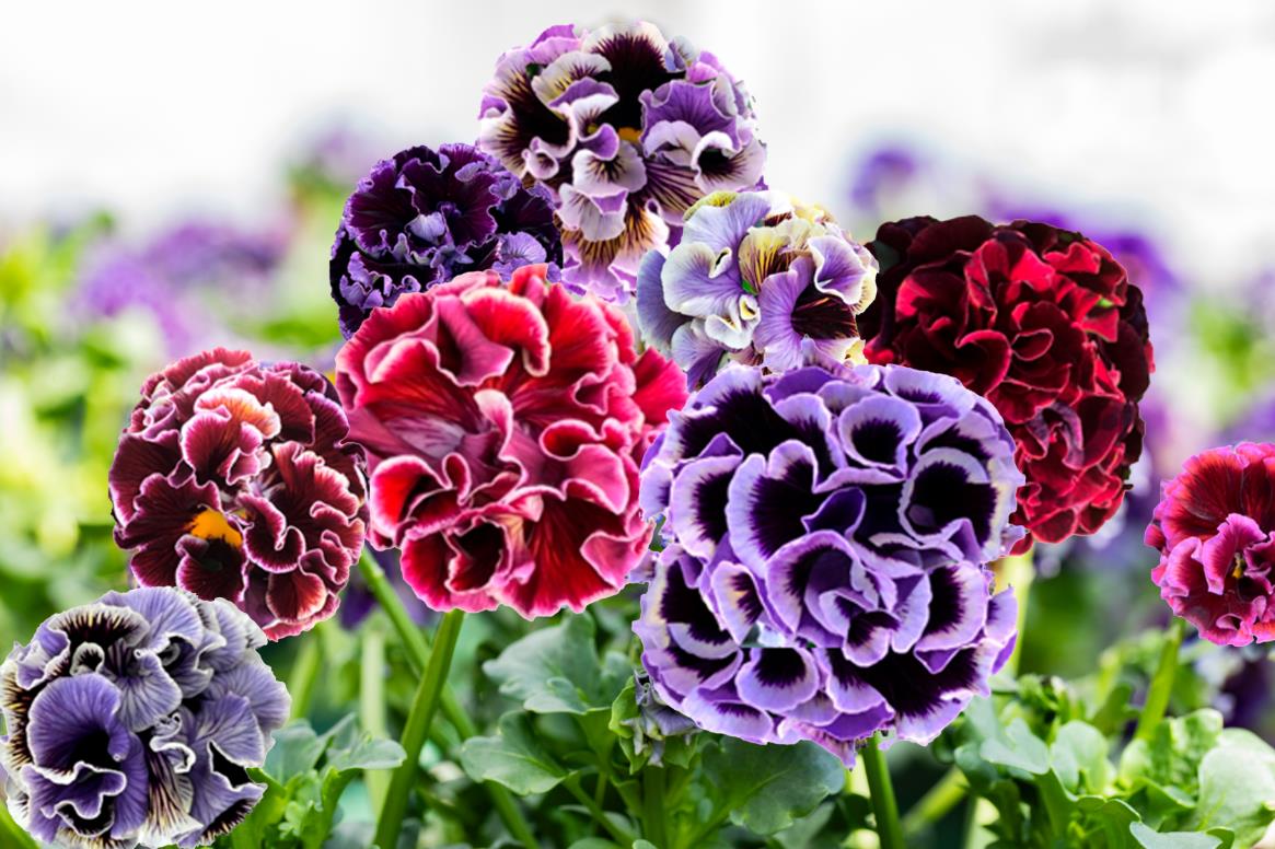 🌙💜 Elegance Pansy – Twilight Collection