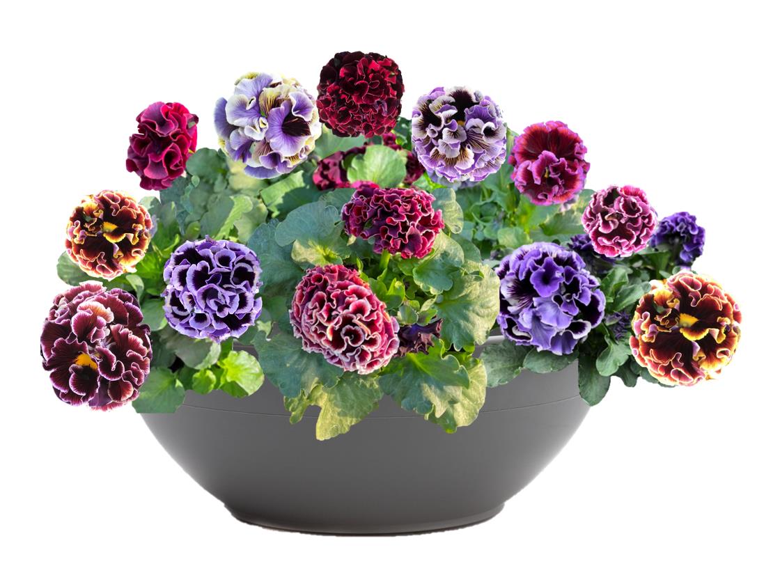 🌙💜 Elegance Pansy – Twilight Collection