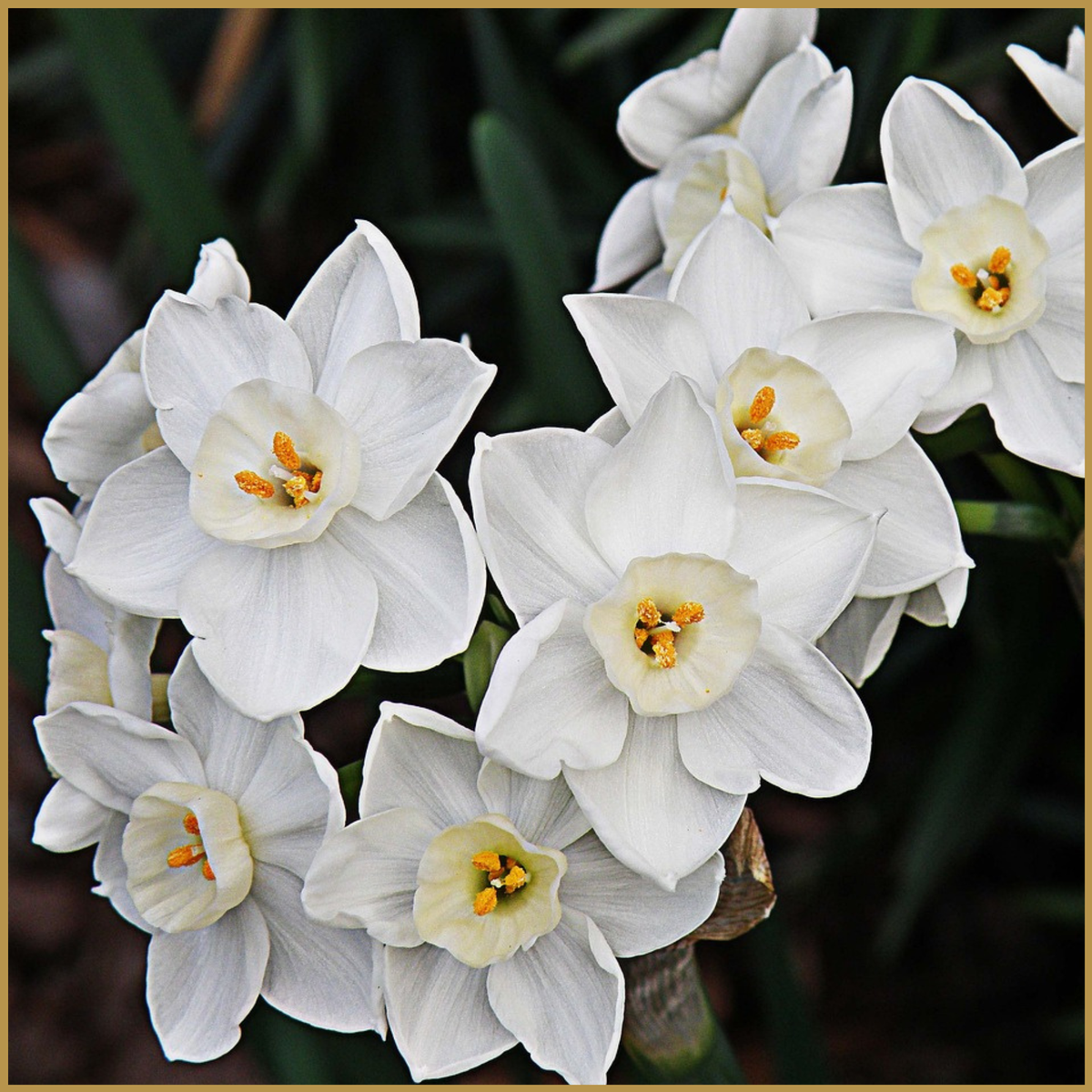 Paperwhite Bulbs