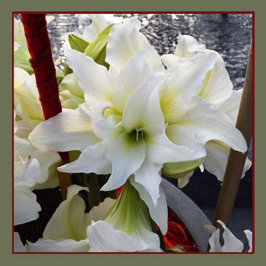 Ice Queen Amaryllis
