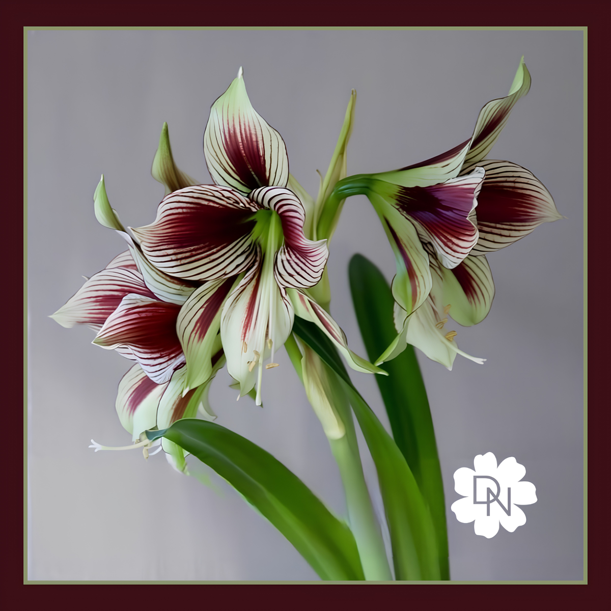 Papillio Amaryllis
