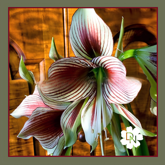 Papillio Amaryllis