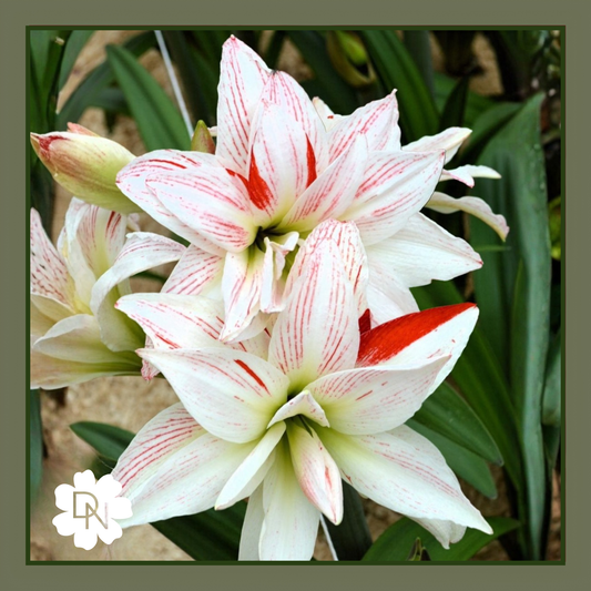 Pretty Amadeus Amaryllis