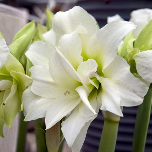 Ice Queen Amaryllis