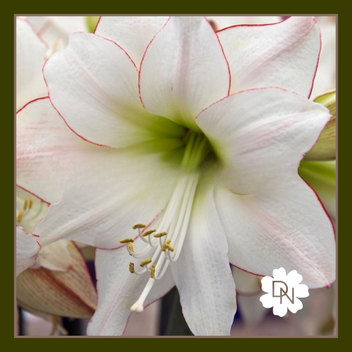 Picotee Amaryllis