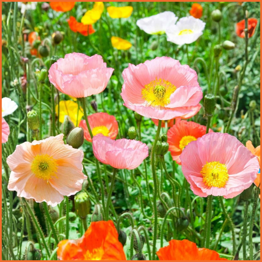 Champagne Bubbles Poppies