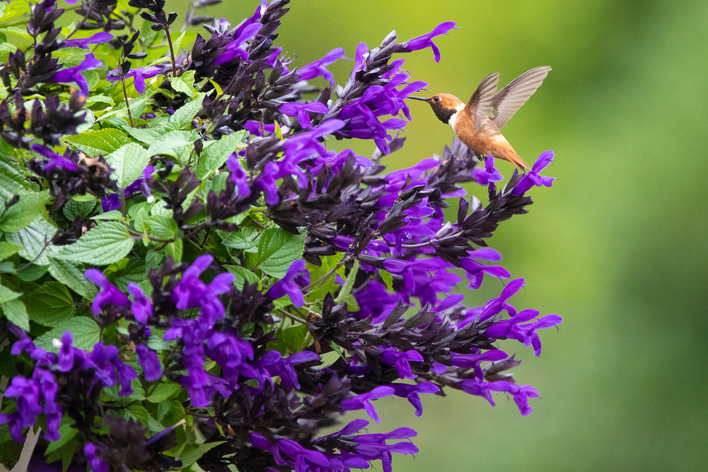 Hummingbird Falls Salvia Hanging Basket