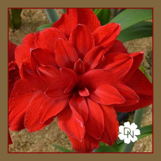 Scarlet Belle Amaryllis