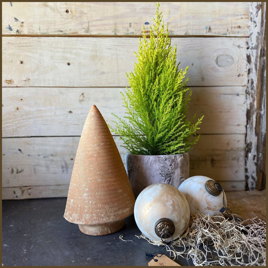 Lemon Cypress