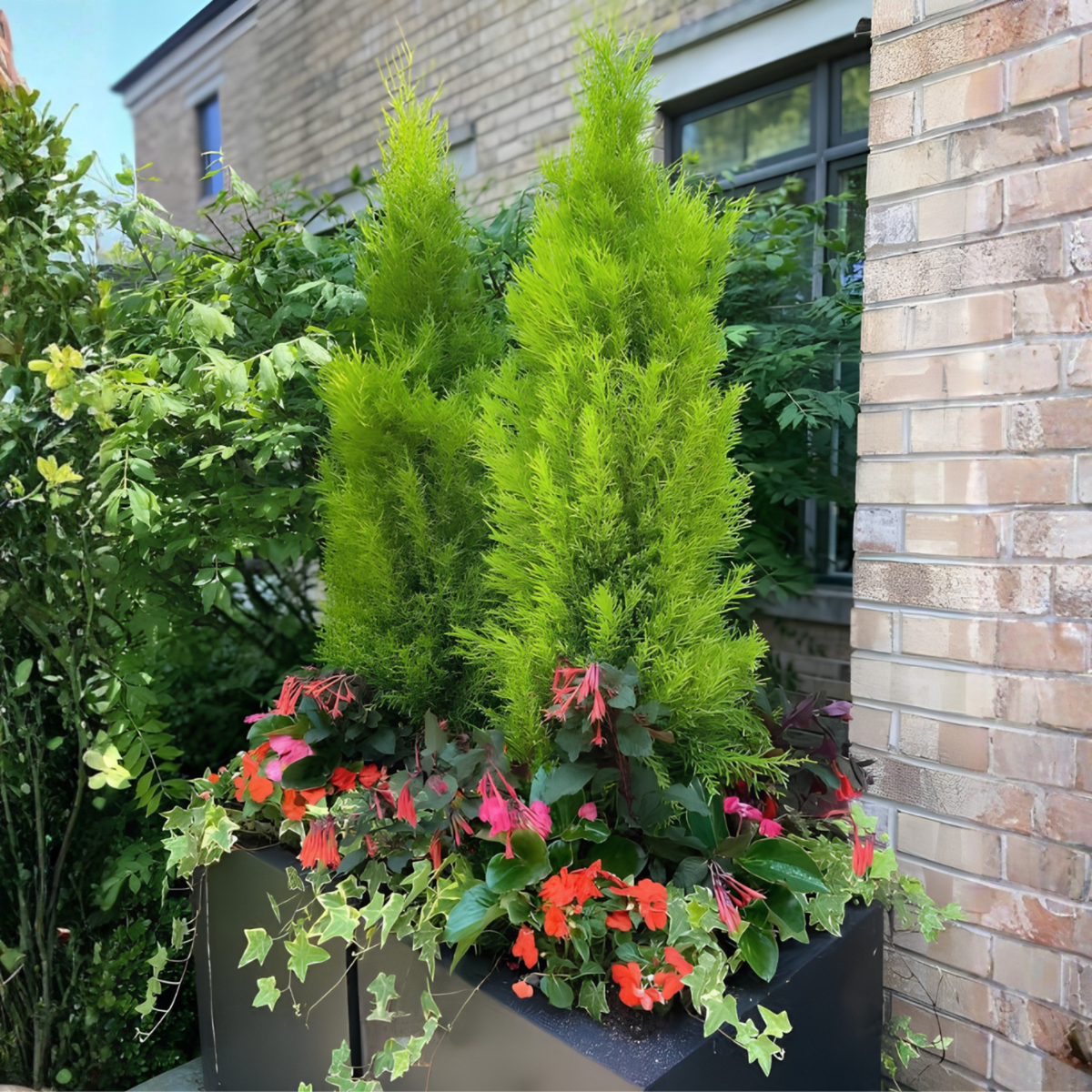 Lemon Cypress