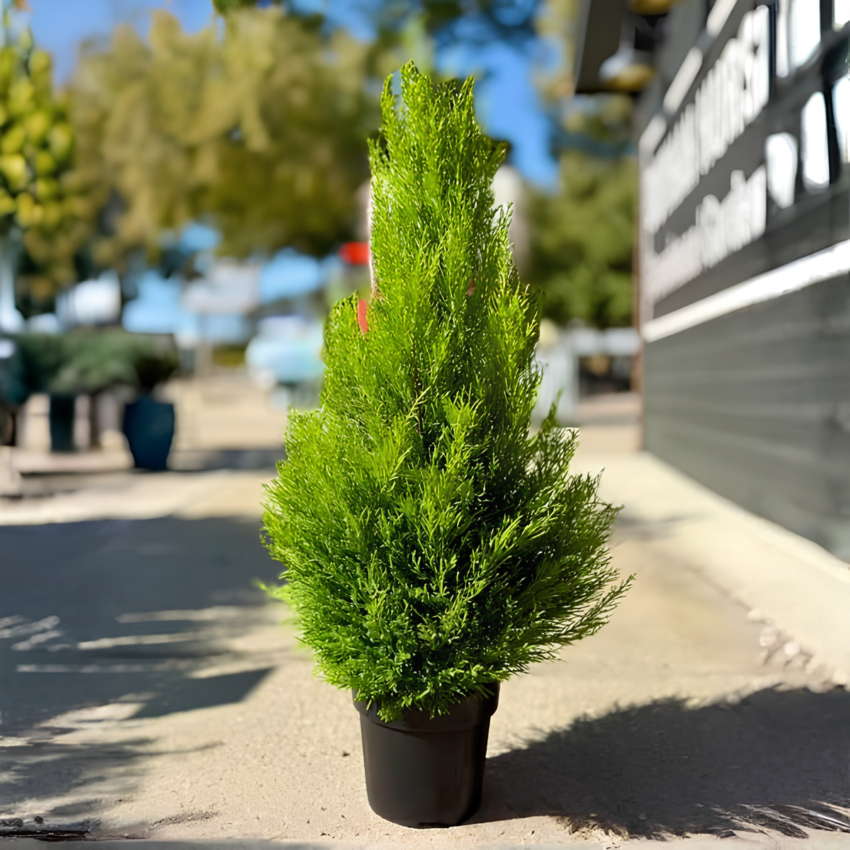 Lemon Cypress