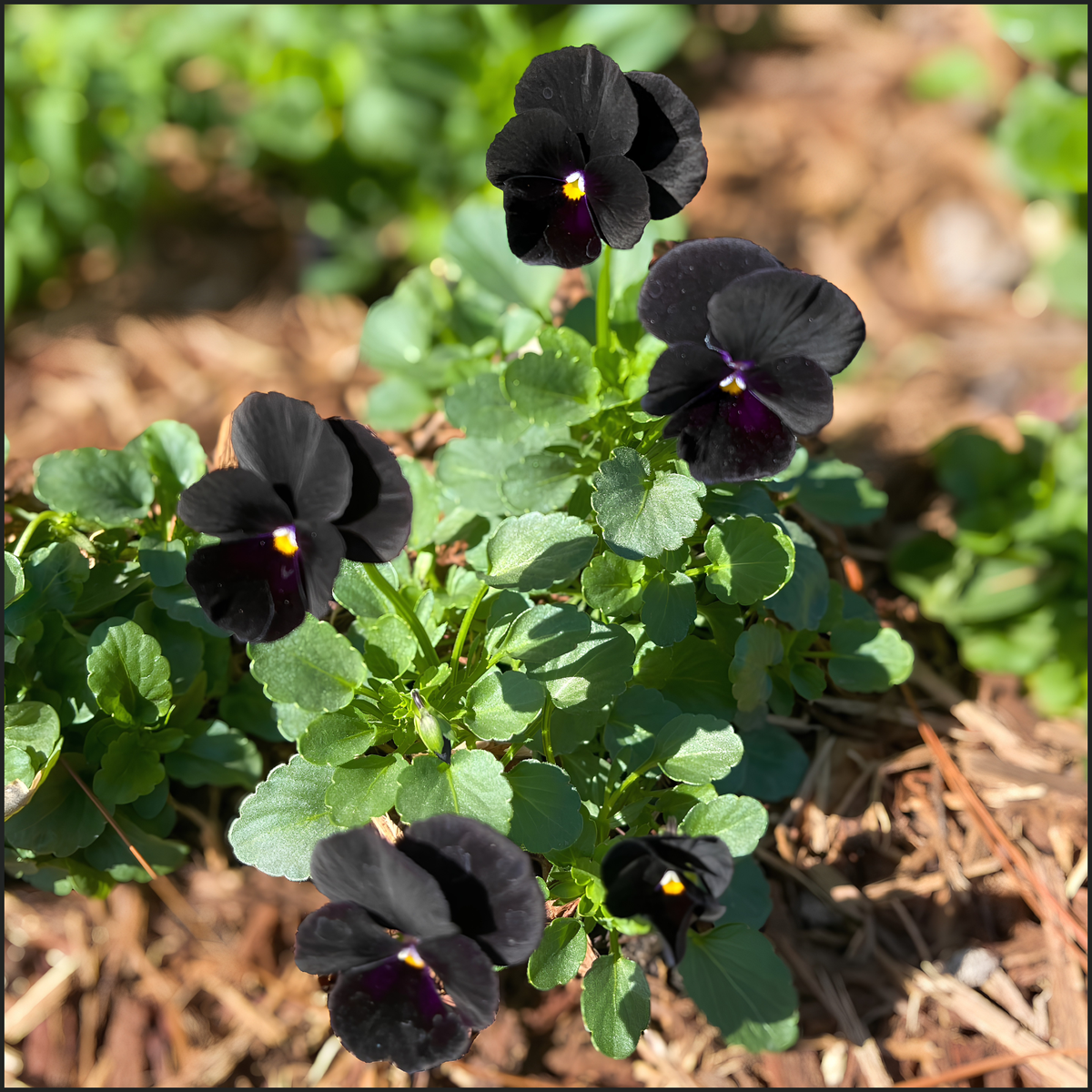 Black Violas