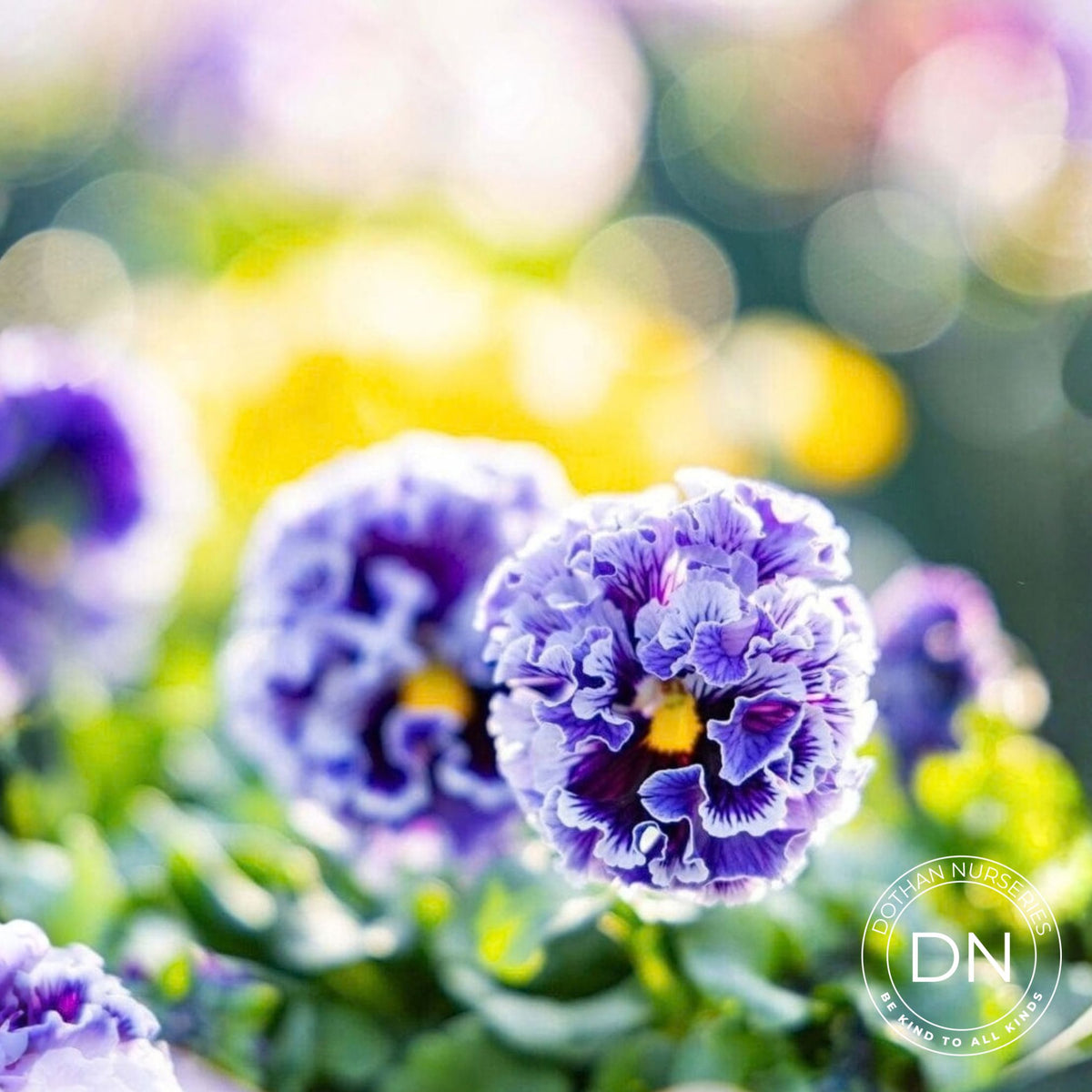 Elegance Pansy – Twilight Collection
