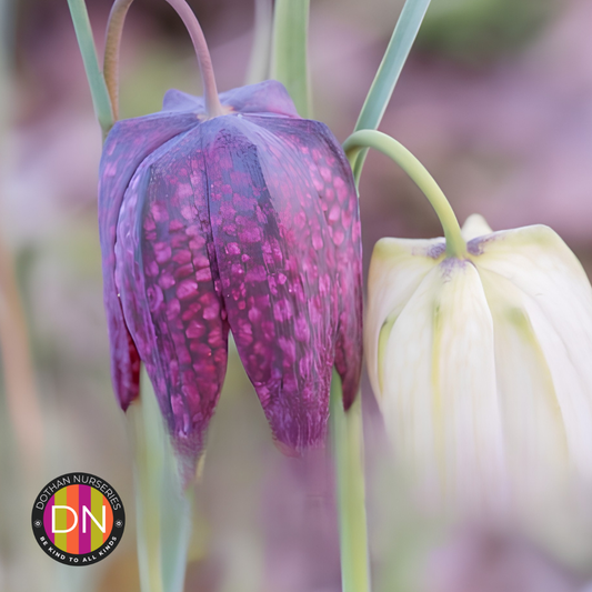 Fritillaria Meleagris Chess Flower Bulbs