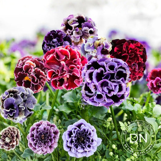 Elegance Pansy – Twilight Collection