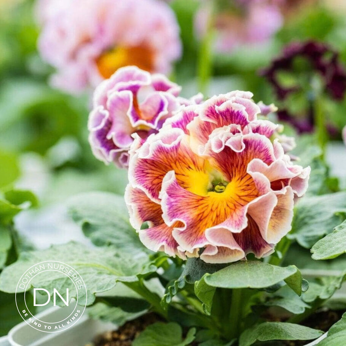 Elegance Pansy – Antoinette Collection