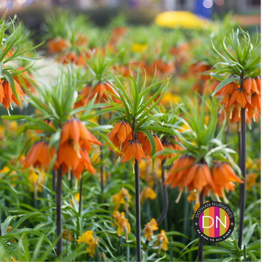 Fritillaria imperialis 'Rubra' (Crown Imperial) Bulb
