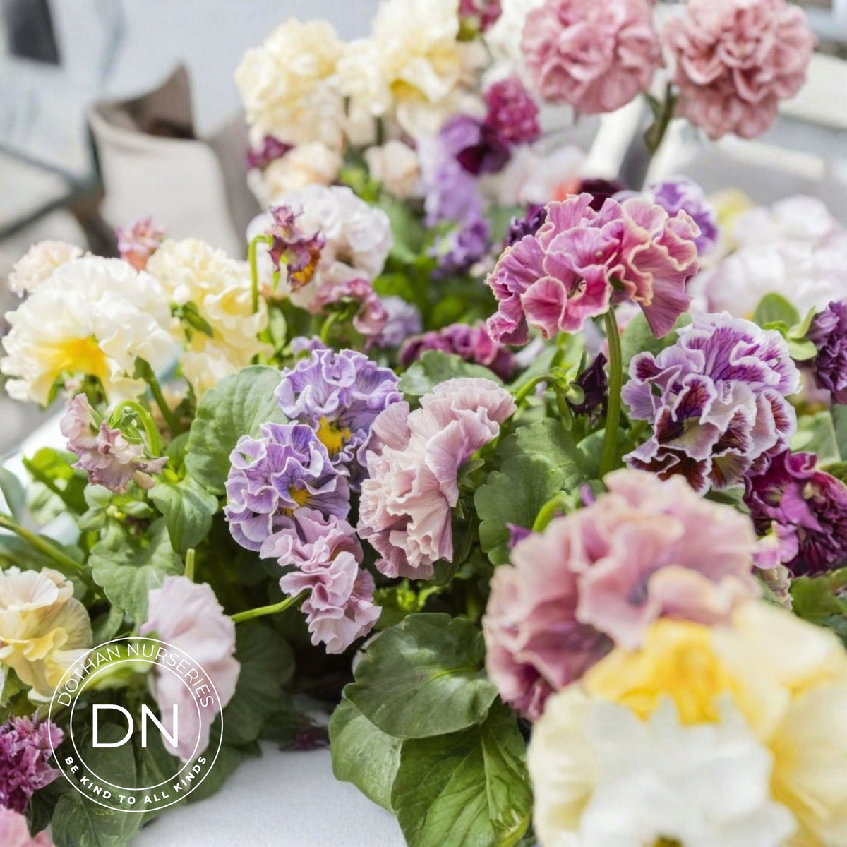 Elegance Pansy – Antoinette Collection