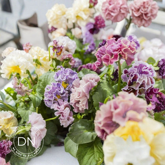 Elegance Pansy – Antoinette Collection