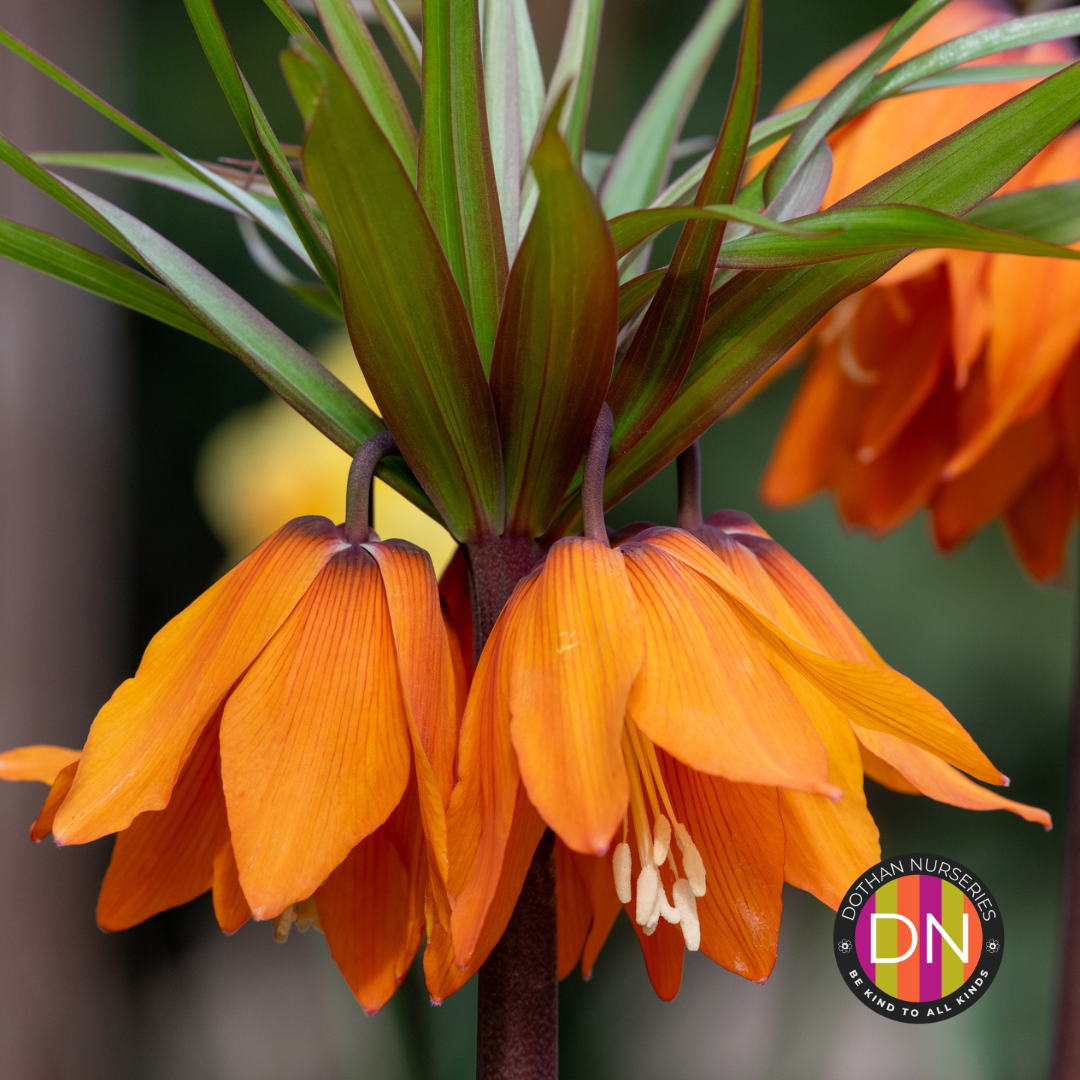 Fritillaria imperialis 'Rubra' (Crown Imperial) Bulb