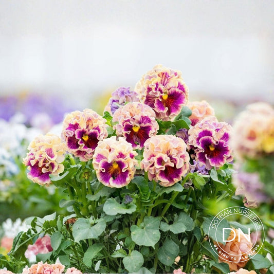 Elegance Pansy – Antoinette Collection