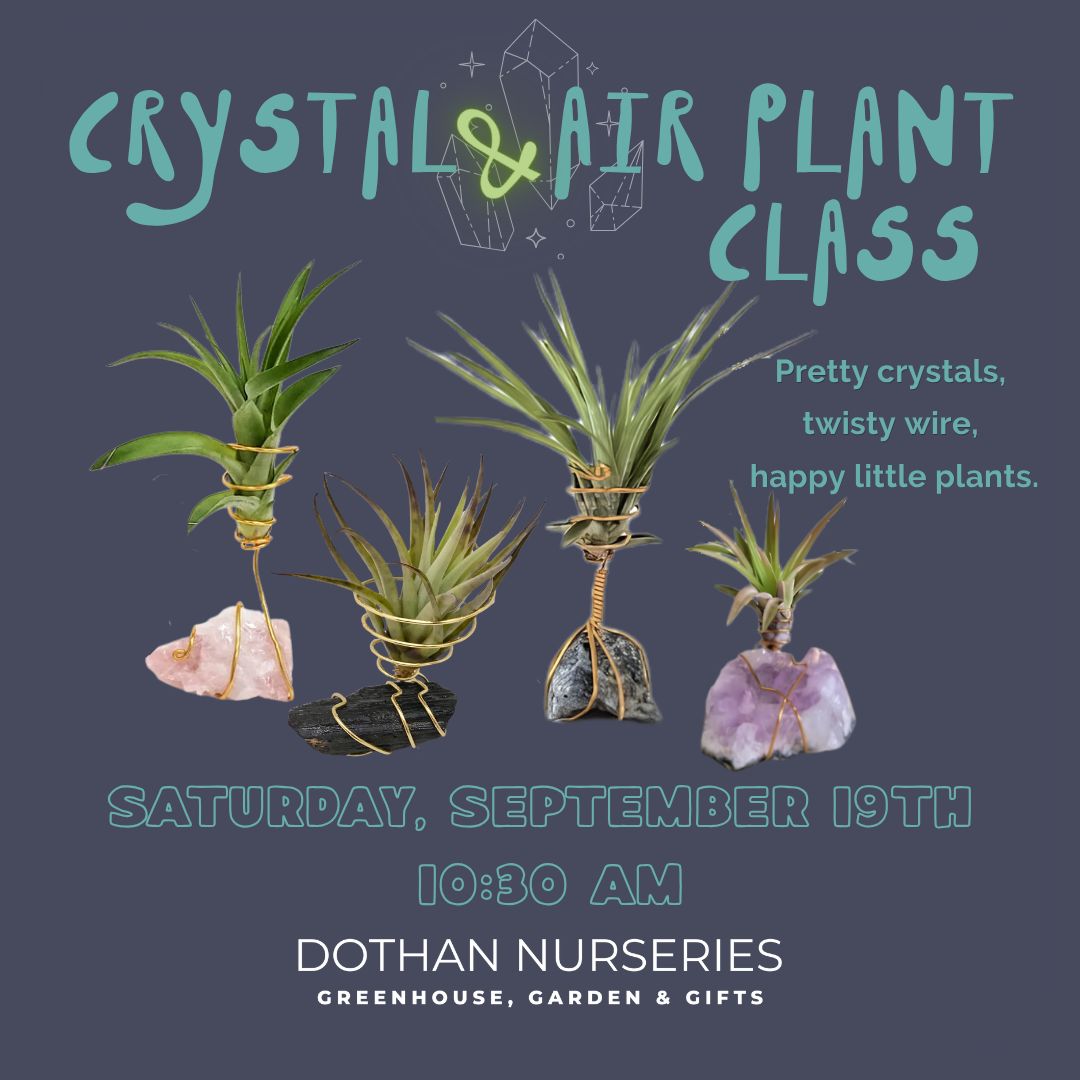 Crystal & Air Plant Class